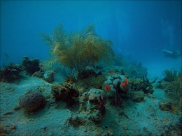 Underwater garden 