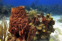 Coral barril 