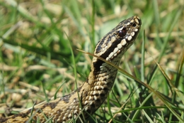 Vipera Berus 