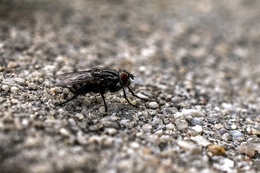 A mosca 