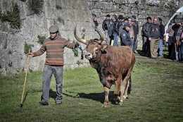 Passeando o gado 