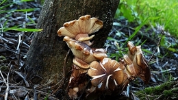 Cogumelos 