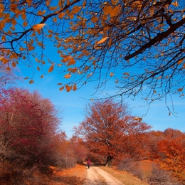 Autumn road 