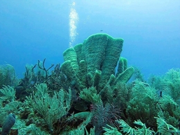 Jardim de corais 