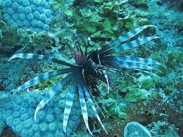 Lion-fish ( Pterois volitans ) 