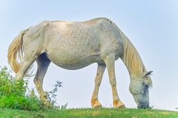 White horse 