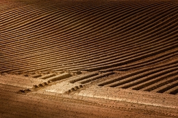 Furrows 