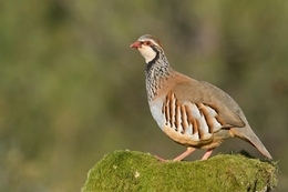 Perdiz-comum (Alectoris rufa) 