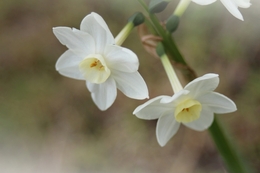 Narcisos 