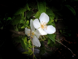 Petites fleurs 