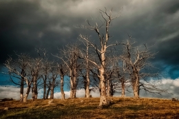 Storm and old forest 