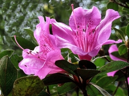 Rhododendron  