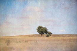 Solitary tree_________ 
