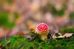 Amanita Muscaria 