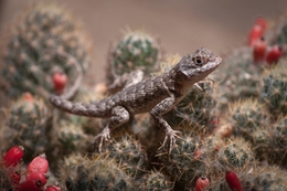 cactus lizard 
