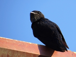 Andorinha azul (Progne subis) 