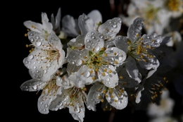 Prenúncio de Primavera 