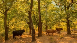 Cows in the forest 