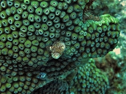 Organismo coralíneo 