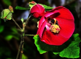 A abelha e a flor 