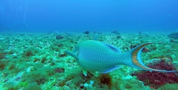 Hidrodinâmica (Papagaio-dos-recifes) 