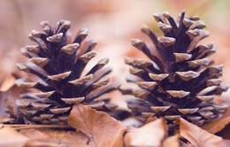 Pinecones 