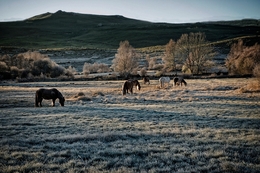 Cavalos no Barrroso 