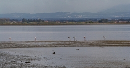 Flamingos na Ria de Aveiro 