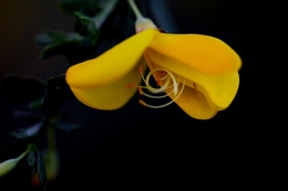 Flor de Giesta (Maia) 
