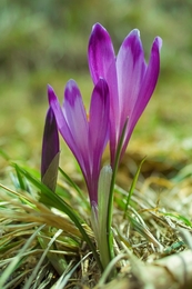 Crocus heuffelianus 