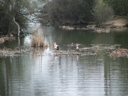 RIO TORMES 