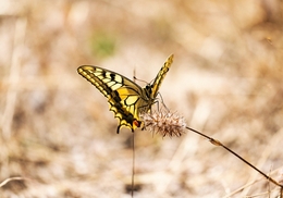 PAPILIO MACHAON 