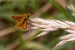 A borboleta 