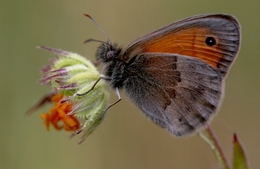 Coenonympha pamphilus  