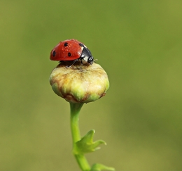 Solitária 