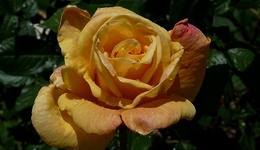 Bela rosa 
