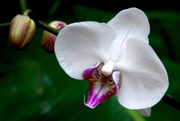 Phalaenopsis ll 