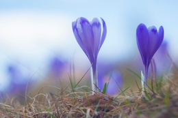 Spring wild flower  