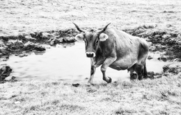 Cow in infrared 