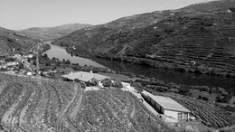 douro vinhateiro 