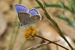 Borboleta 