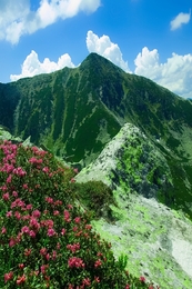 Retezat Mountains, summer 