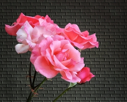 Rosas rosa 