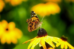 Beijando uma flor... 