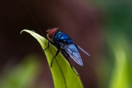mosca azul 