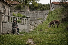 O burro pela corda 