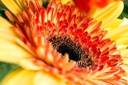 Gerbera  