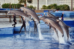 O voo dos golfinhos 