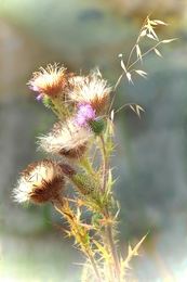 Flor do cardo... 