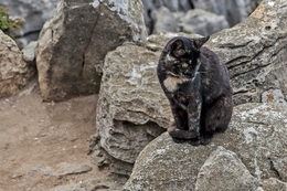 Gatinho do Cabo Carvoeiro 